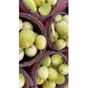 东北小香瓜、现摘当季甜瓜、蜜瓜脆瓜