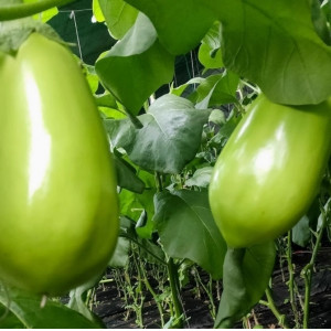 东北新鲜蔬菜绿茄子农家自种