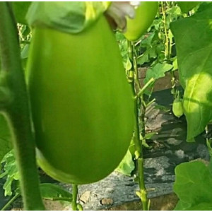 东北新鲜蔬菜绿茄子农家自种