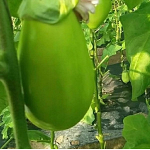 东北新鲜蔬菜绿茄子农家自种