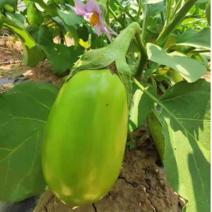 东北新鲜蔬菜绿茄子农家自种