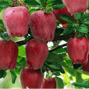 花牛苹果甘肃天水10斤新鲜水果当季整箱红蛇果孕妇应粉面批发刮泥