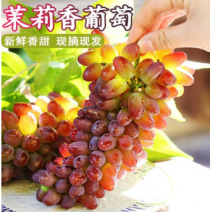 茉莉香葡萄当季新鲜水果