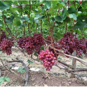 茉莉香葡萄当季新鲜水果