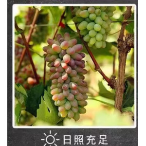 茉莉香葡萄当季新鲜水果