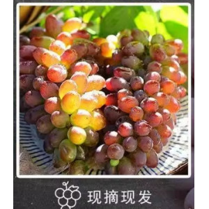 茉莉香葡萄当季新鲜水果