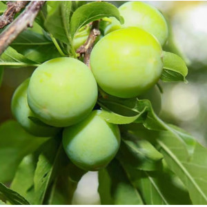 酸脆珍珠李三月华李水果现摘现发