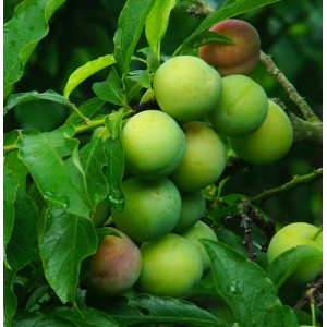 酸脆珍珠李三月华李水果现摘现发