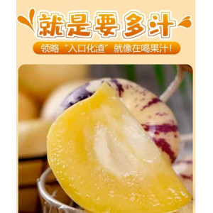 现货云南石林人参果