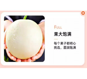现摘陕西阎良甜瓜白皮蜜瓜当季新鲜水果