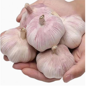 新干蒜大蒜头紫白皮干蒜食用调味
