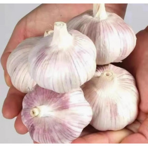 新干蒜大蒜头紫白皮干蒜食用调味