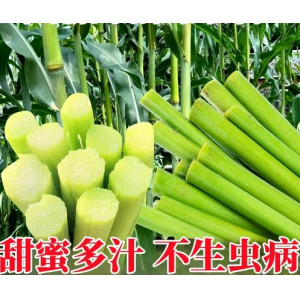 云南脆皮甘蔗青皮甘蔗薄皮可手撕新鲜水果清甜多汁