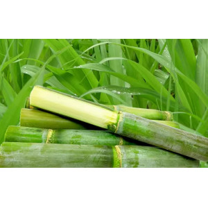 云南脆皮甘蔗青皮甘蔗薄皮可手撕新鲜水果清甜多汁